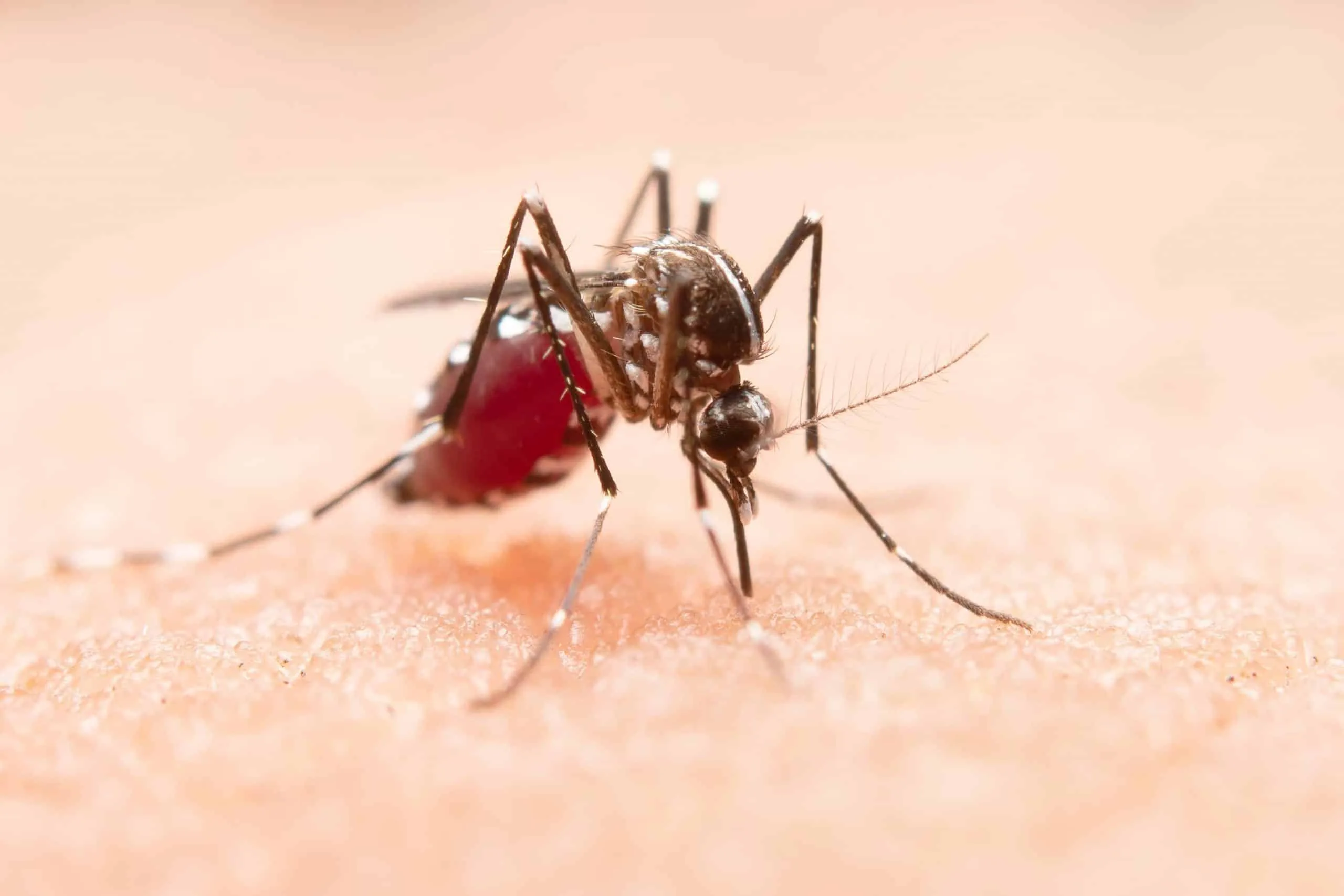 Serotipos del dengue: qué son y por qué importan