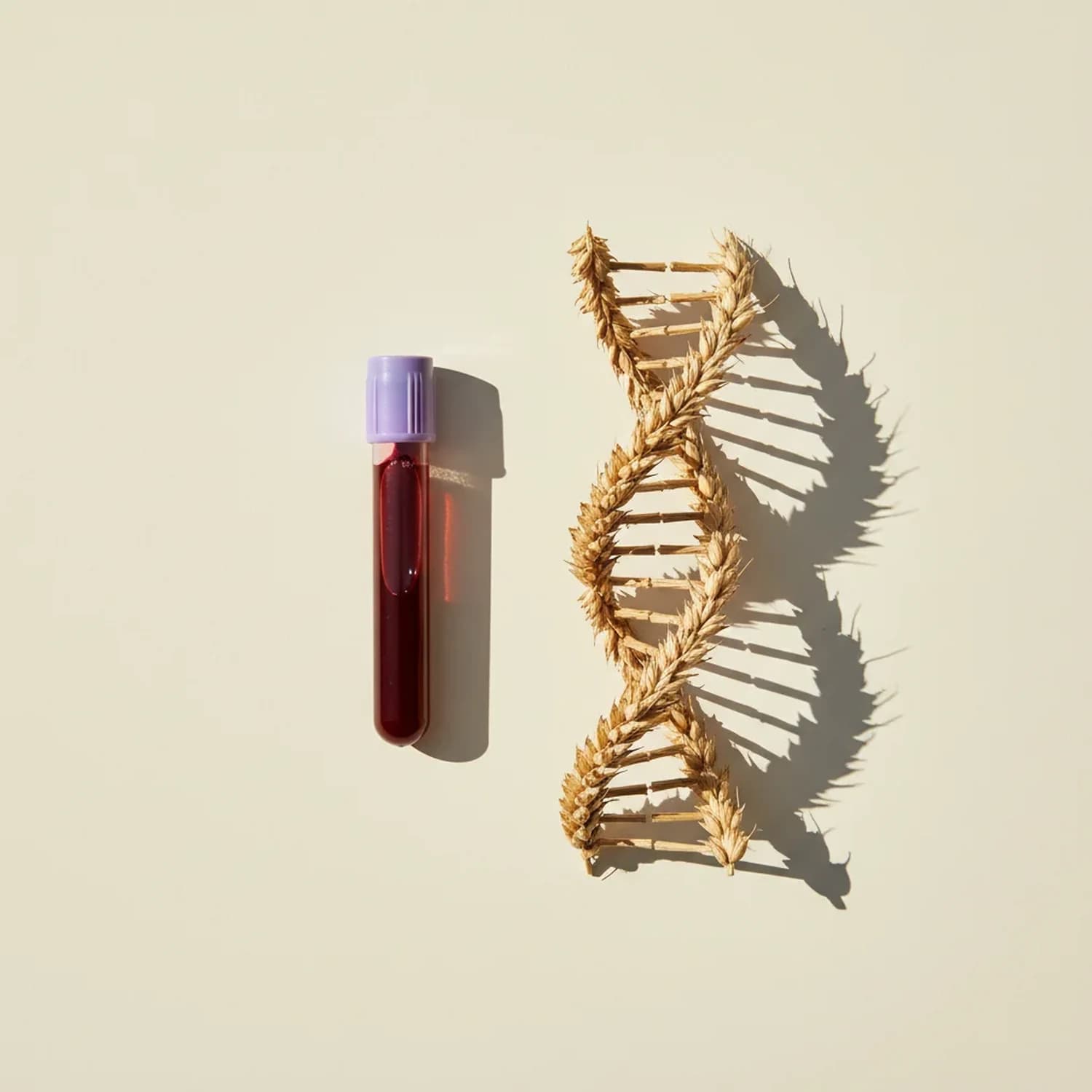 Estudio genético HLA DQ2 / DQ8 para predisposición a celiaquía: tubo de extracción de sangre junto a hélice de ADN simbólica con espigas de trigo.
